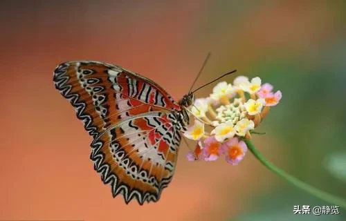 蝴蝶是益蟲還是害蟲 有什麼作用