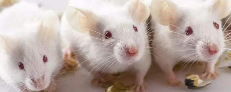 養三千隻小白鼠一年掙多少錢 小白鼠養殖賺錢嗎有多少利潤