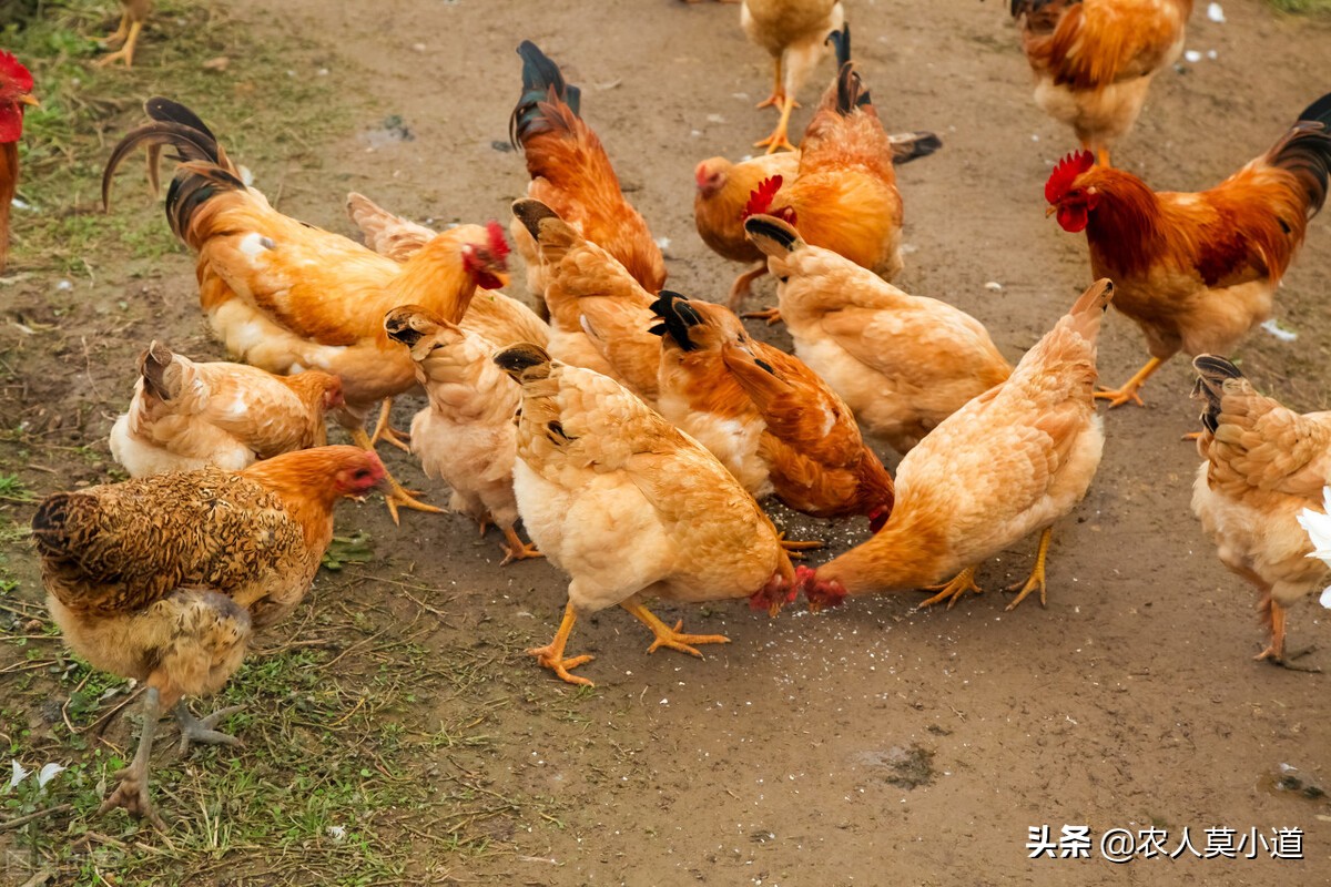 散養土雞的利潤和成本 山林養雞1000隻利潤成本計算