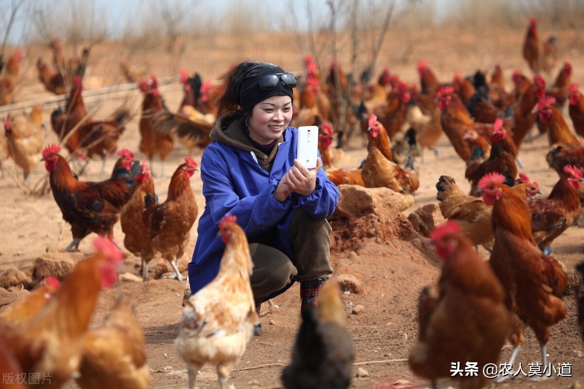 散養土雞的利潤和成本 山林養雞1000隻利潤成本計算