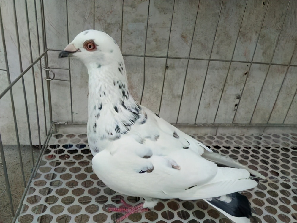如何養鴿子技術 新手鴿子養殖方法