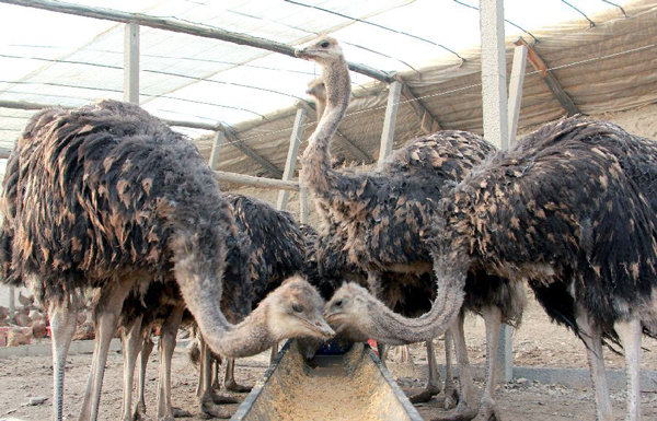 養10隻鴕鳥的利潤 1畝地能養幾個鴕鳥