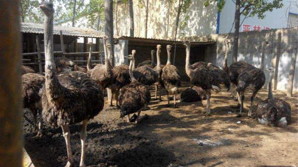 養10隻鴕鳥的利潤 1畝地能養幾個鴕鳥