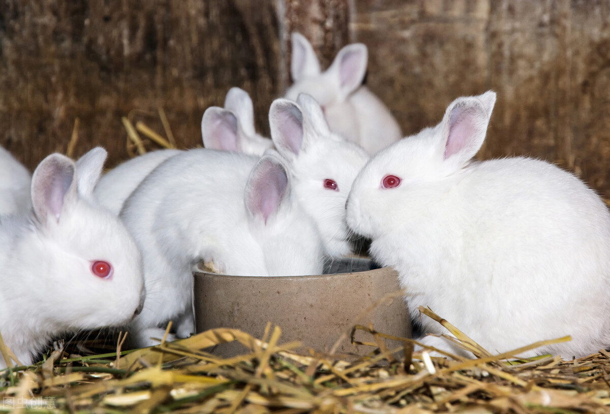兔子能吃什麼東西大全 兔子一般都吃什麼東西長得快又胖