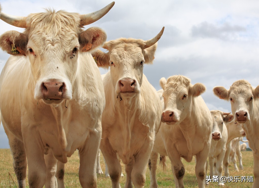 一頭牛能賣多少錢 2023牛的市場價多少錢一頭