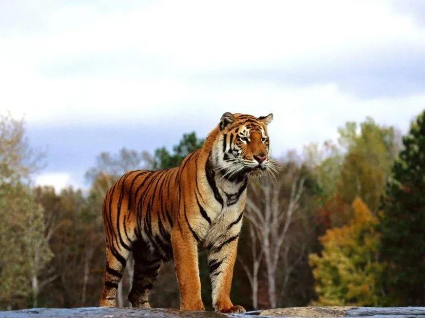 老虎最怕的三種東西 可以戰勝並殺死老虎的三種動物