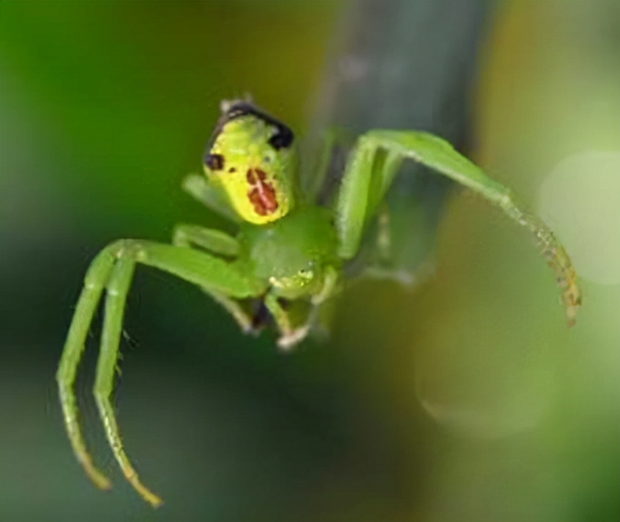 蜘蛛圖片恐怖到嚇死人 世界上真實可怕的鬼臉蜘蛛