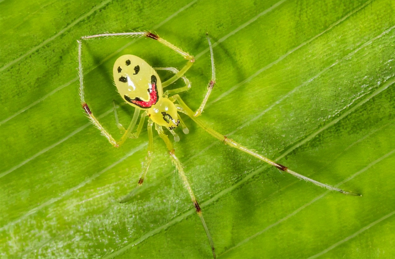 蜘蛛圖片恐怖到嚇死人 世界上真實可怕的鬼臉蜘蛛
