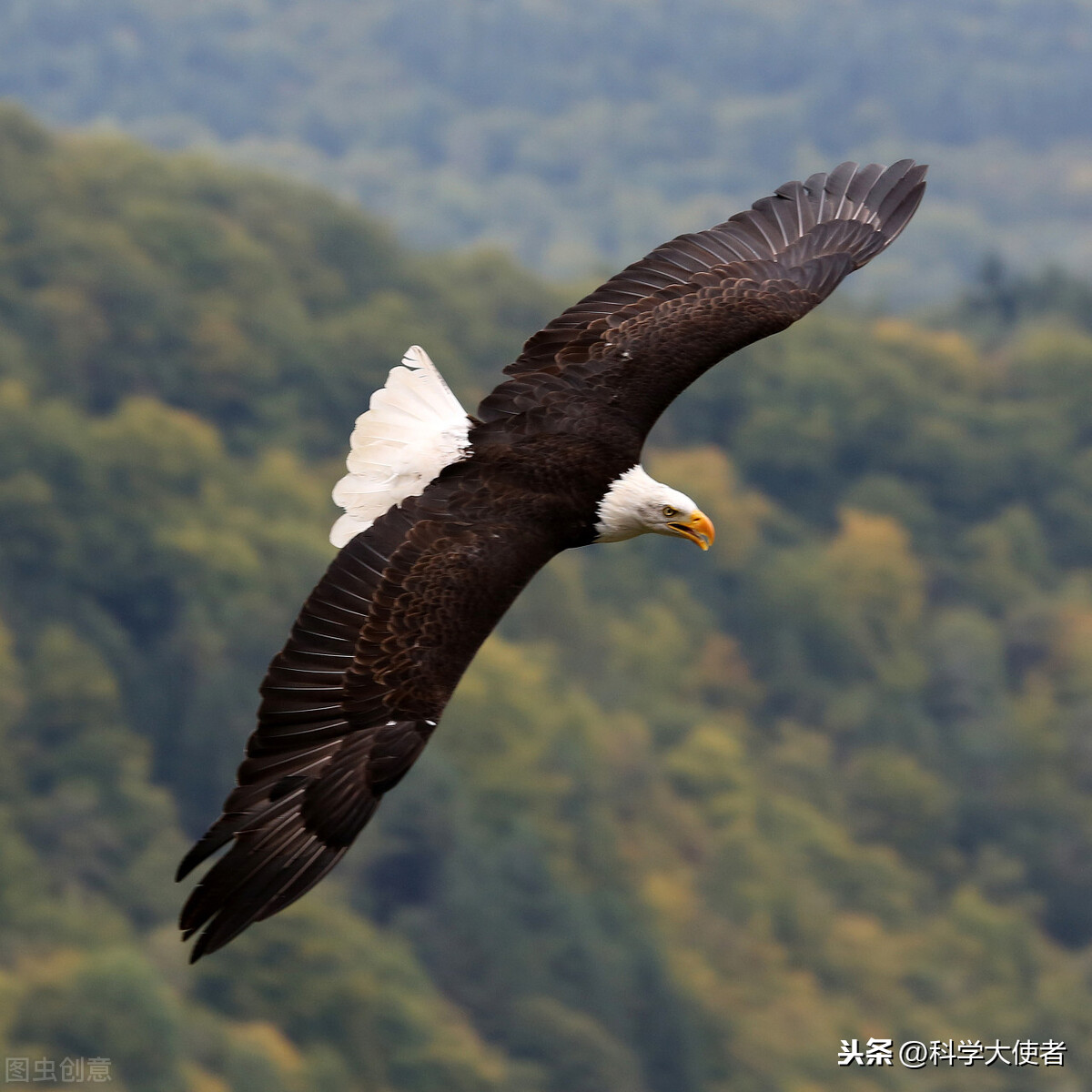 蛇怕什麼東西 野外蛇最怕什麼動物如何驅蛇