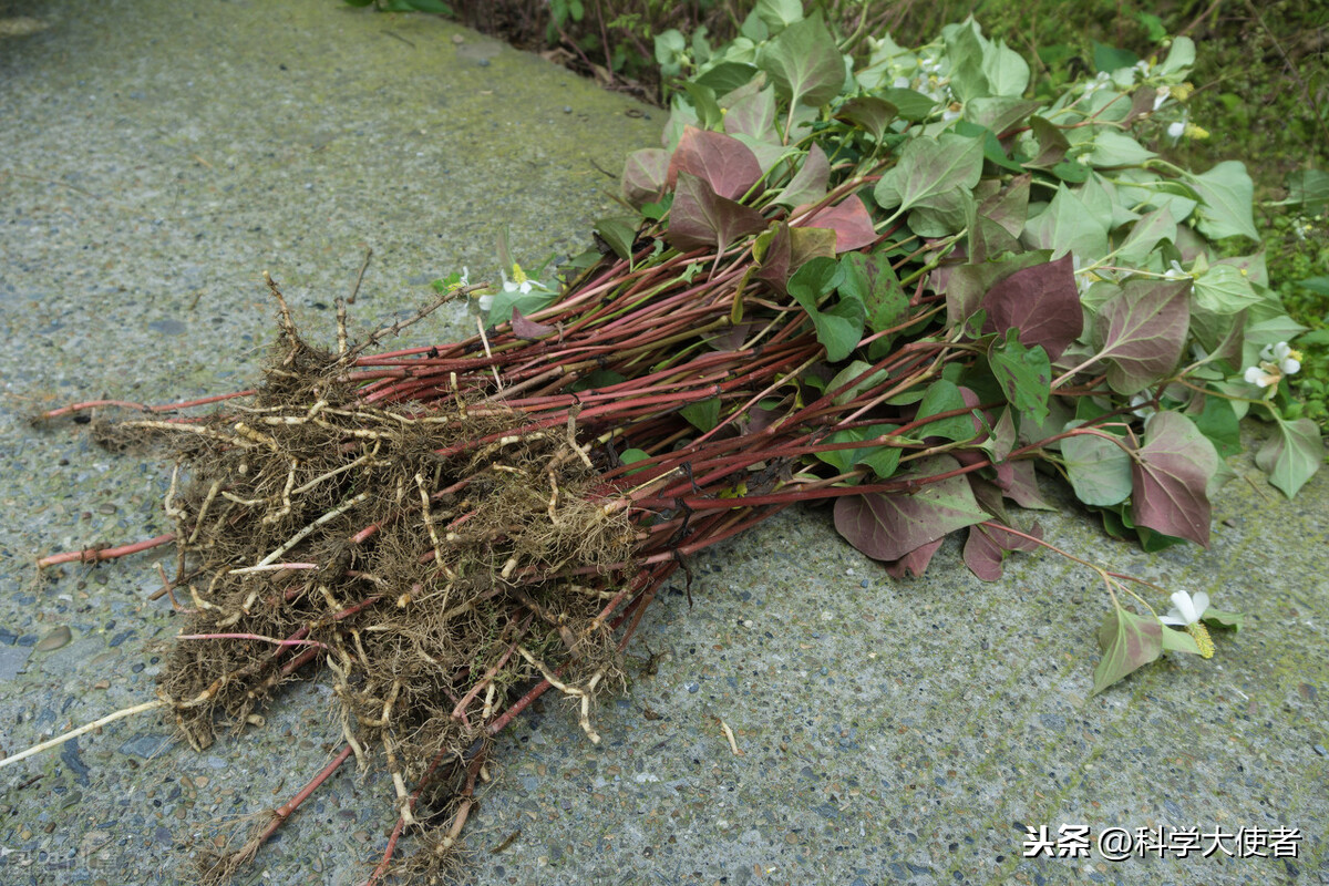 蛇怕什麼東西 野外蛇最怕什麼動物如何驅蛇