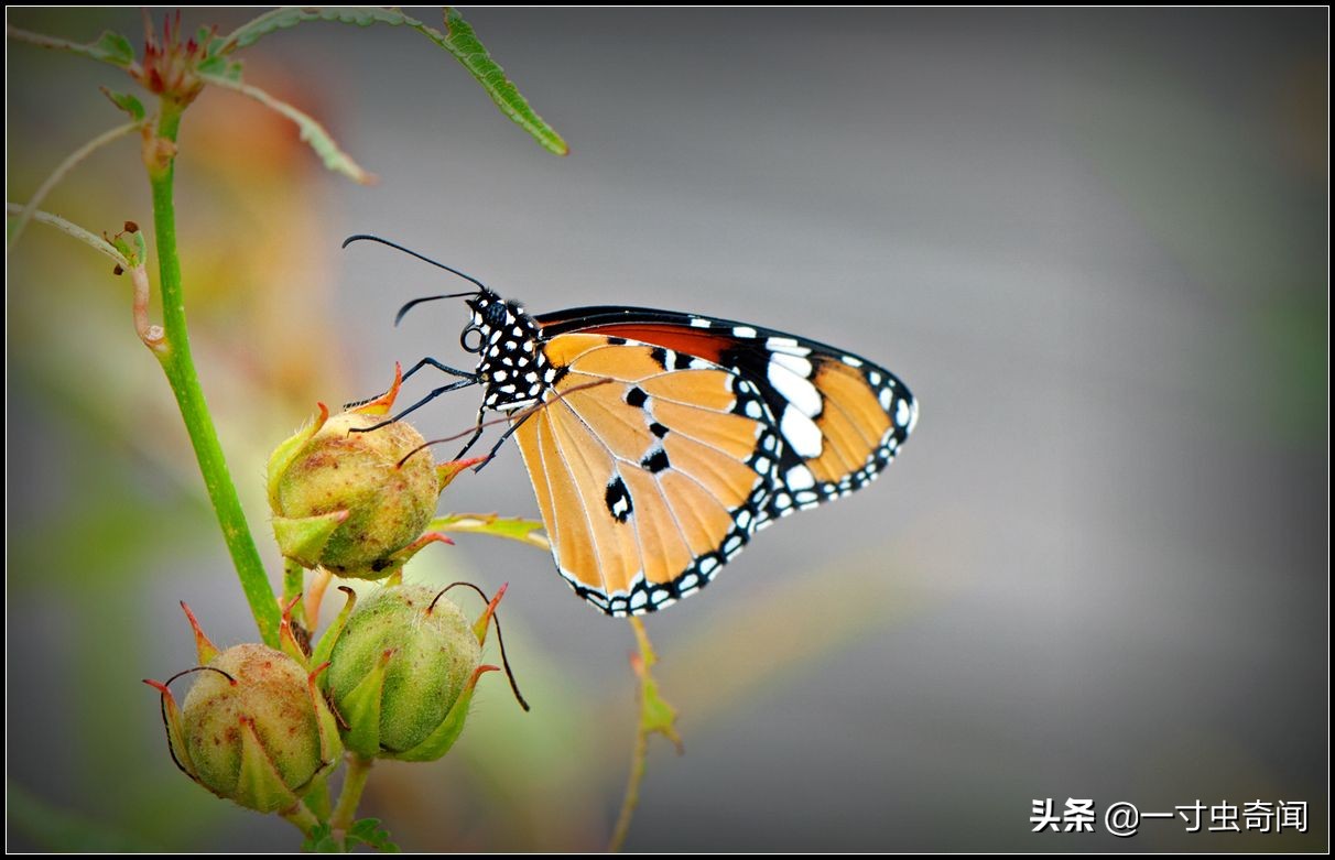 食人蝴蝶吃人圖片 世界上蝴蝶吃人恐怖到嚇死人