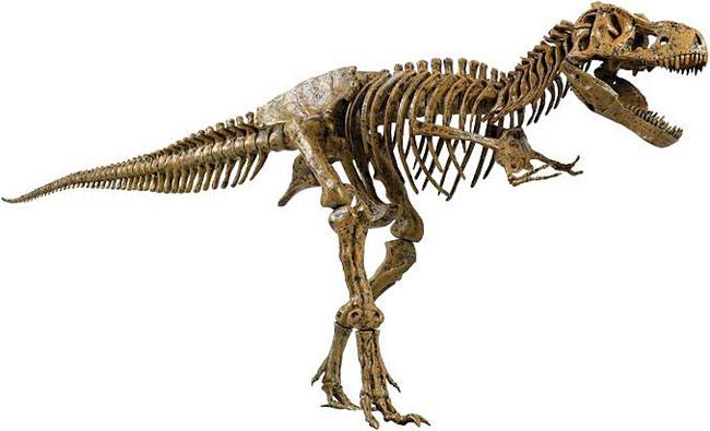 恐龍化石是怎麼形成的 恐龍化石是怎麼留下來的