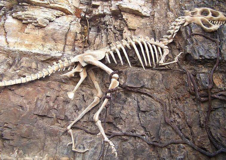 恐龍化石是怎麼形成的 恐龍化石是怎麼留下來的