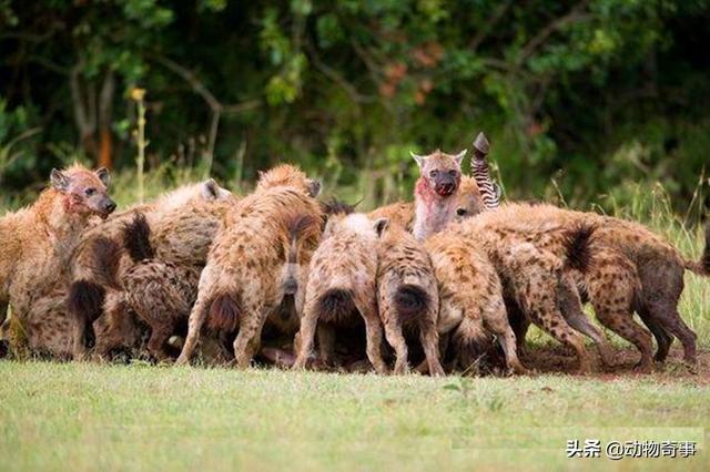 最經典的獅子鬣狗之爭 獅子為什麼不喜歡吃鬣狗