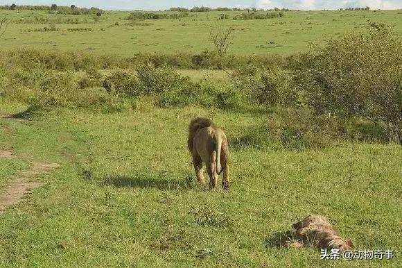 最經典的獅子鬣狗之爭 獅子為什麼不喜歡吃鬣狗