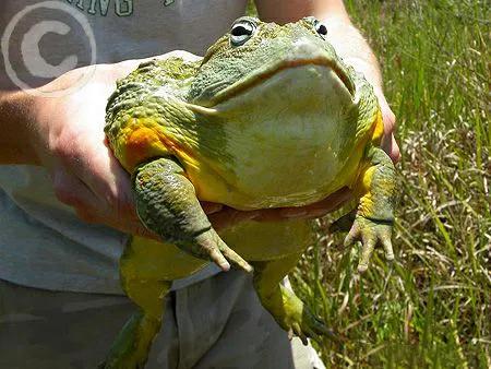 世界上最大的青蛙 巨型青蛙叫什麼名字能長多大