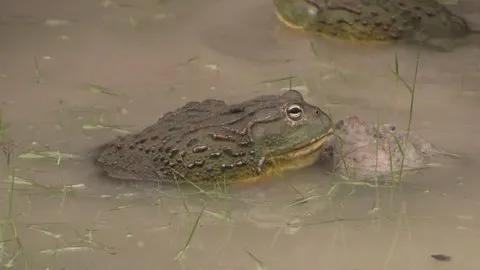 世界上最大的青蛙 巨型青蛙叫什麼名字能長多大