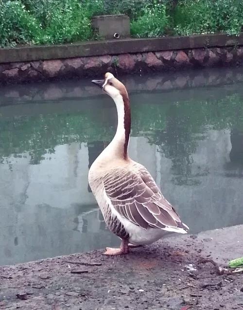 鵝的智商相當於幾歲小孩 大鵝算智商高的動物嗎