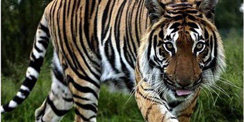 世界上最小的老虎 世界上最小的老虎是什麼品種