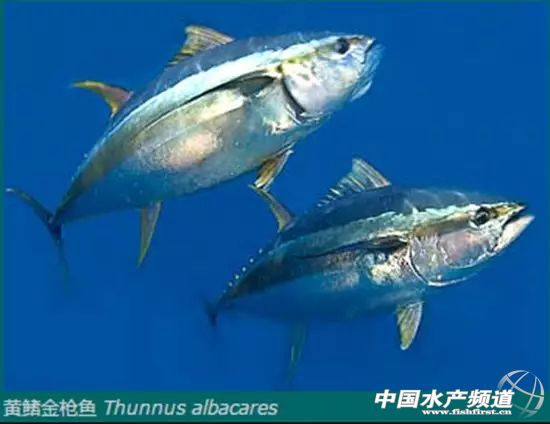 金槍魚八個品種 金槍魚有多少品種