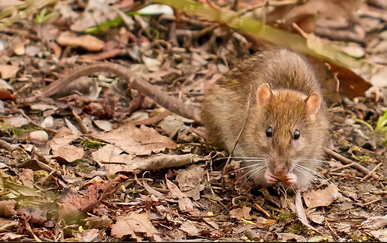 老鼠壽命多少年 老鼠的壽命最長多少年