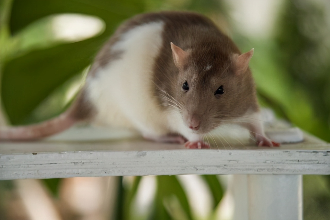 老鼠壽命多少年 老鼠的壽命最長多少年