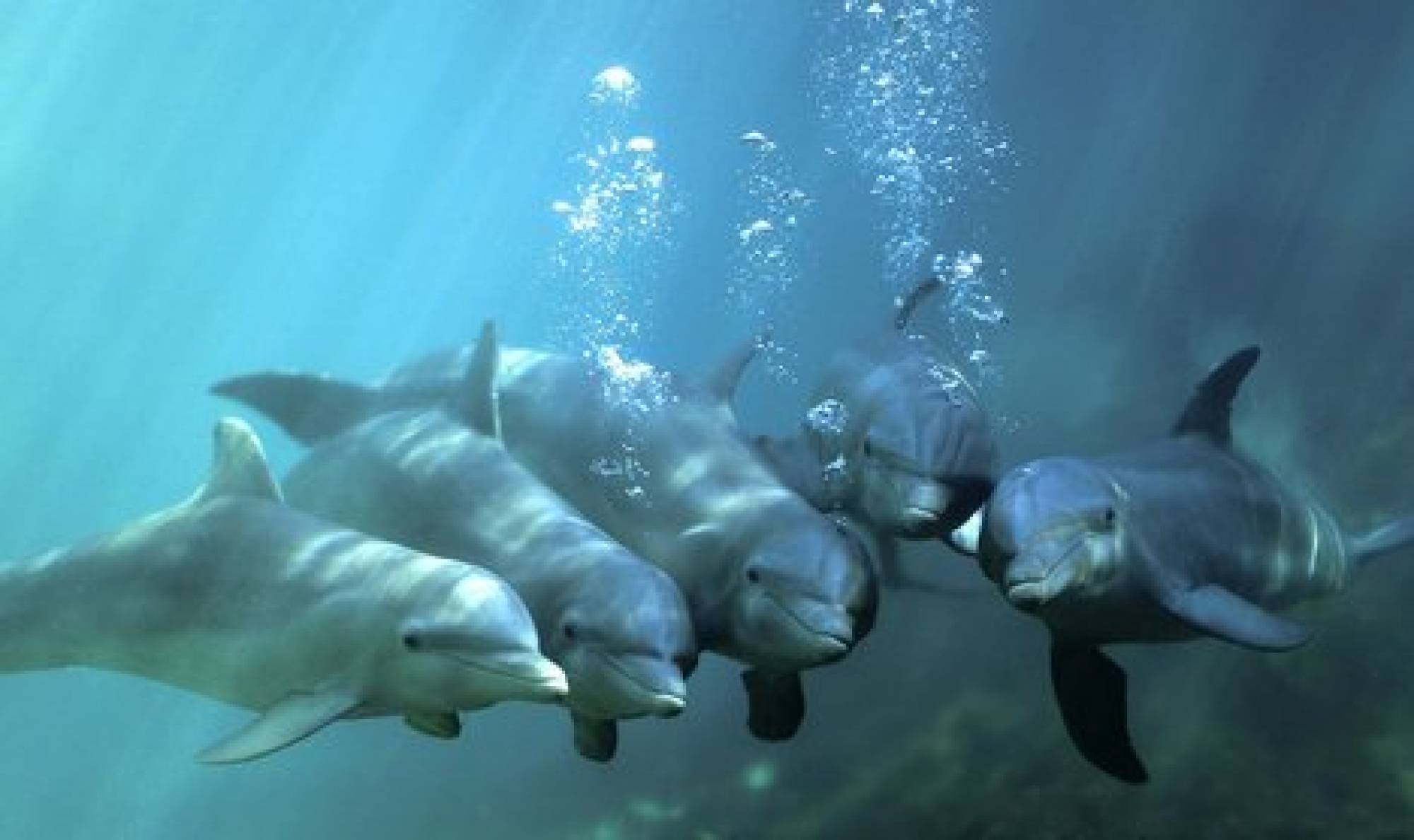 海豚是什麼動物 豚是哺乳動物嗎