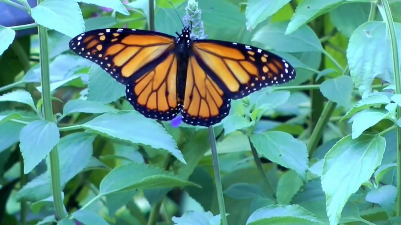 蝴蝶的生長過程 蝴蝶的生長過程變化有哪些步驟