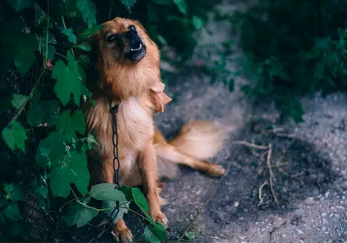 阿拉斯加狼嚎代表什麼 阿拉斯加犬夜晚嚎叫的原因