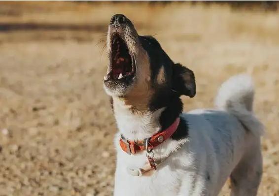 阿拉斯加狼嚎代表什麼 阿拉斯加犬夜晚嚎叫的原因