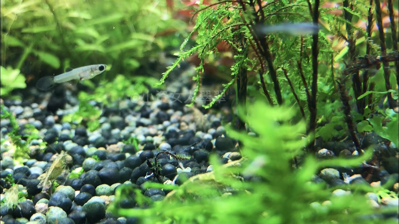 觀賞魚喂什麼飼料最好 觀賞魚一般喂什麼食物長得快