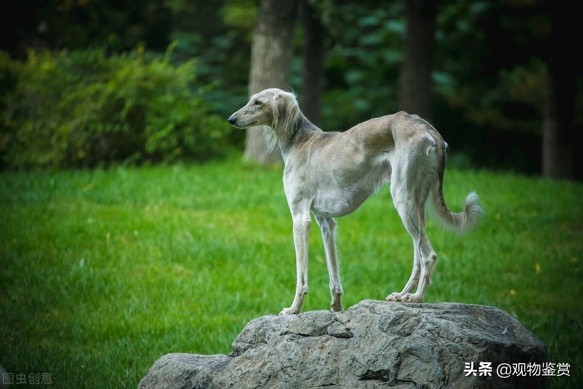 逮兔子的狗叫什麼犬 追兔子的狗叫什麼品種