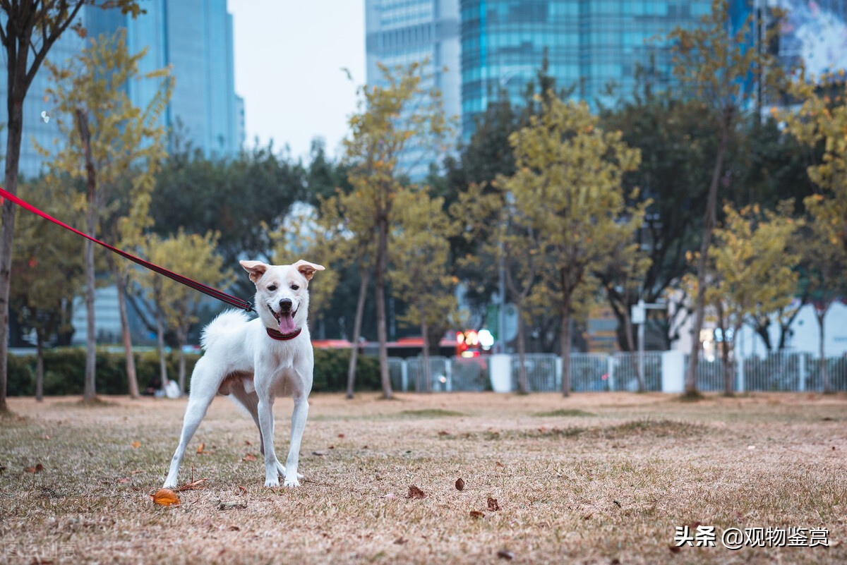 逮兔子的狗叫什麼犬 追兔子的狗叫什麼品種