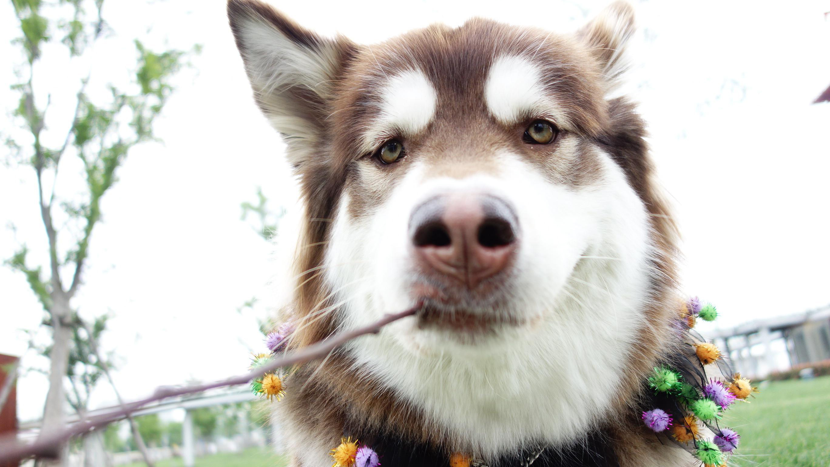 為什麼不建議養比熊 傢裡飼養比熊犬有哪些壞處