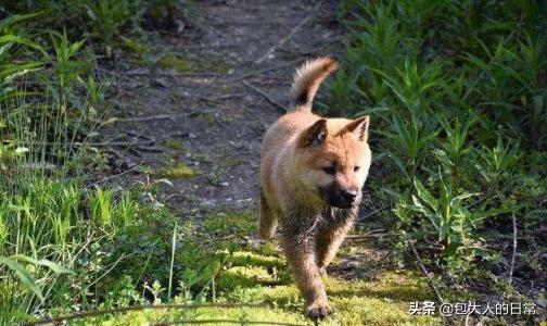 正宗中華田園犬真實現狀 頂級純種田園犬為什麼很少見