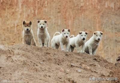 正宗中華田園犬真實現狀 頂級純種田園犬為什麼很少見