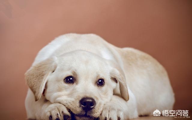 狗狗喜歡靠在主人身上的原因 大型犬撒嬌要抱抱怎麼辦