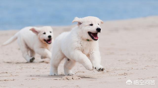 狗狗喜歡靠在主人身上的原因 大型犬撒嬌要抱抱怎麼辦