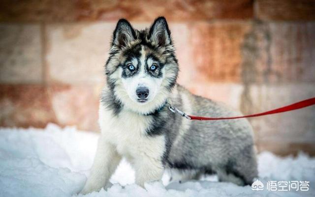 寵物狗冬天怎麼照顧護理 冬季養小狗註意些什麼