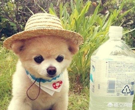 夏天狗狗多喝水的正確方法 狗狗不愛喝水有什麼妙招