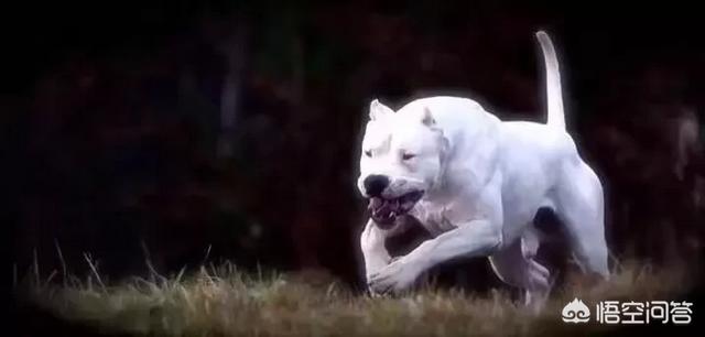 如何挑選優秀的純種獵犬 土獵犬的獵性怎麼看