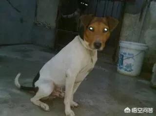 如何挑選優秀的純種獵犬 土獵犬的獵性怎麼看