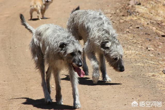 愛爾蘭獵狼犬適合傢養嗎 愛爾蘭長毛獵犬的特征