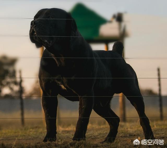狗狗幾個月開始爆頭 哪個時期是寵物狗的爆頭期