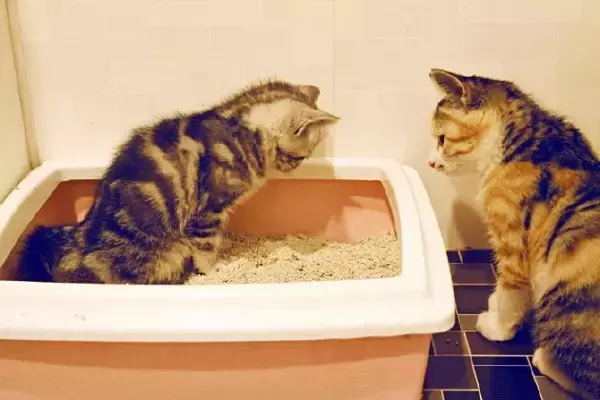 更換貓砂的正確方法 給貓咪更換新貓砂要註意什麼