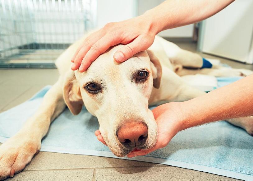 狗狗缺鈣會有什麼反應 成年狗狗嚴重缺鈣多久能恢復嗎
