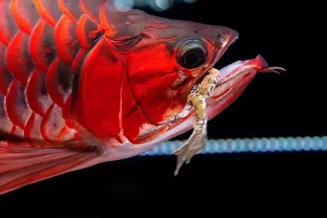 紅龍魚的正確飼養方法 養紅龍魚的技巧和註意事項