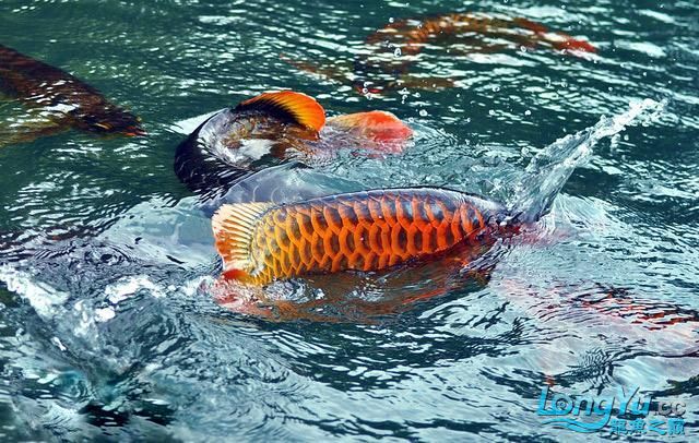 紅龍魚的正確飼養方法 養紅龍魚的技巧和註意事項