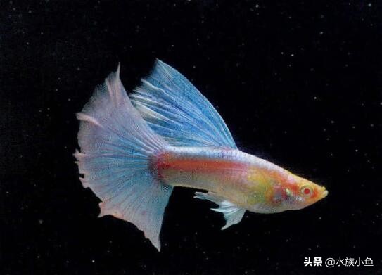 孔雀魚是胎生還是卵生 熱帶鳳尾魚懷孕多久生寶寶