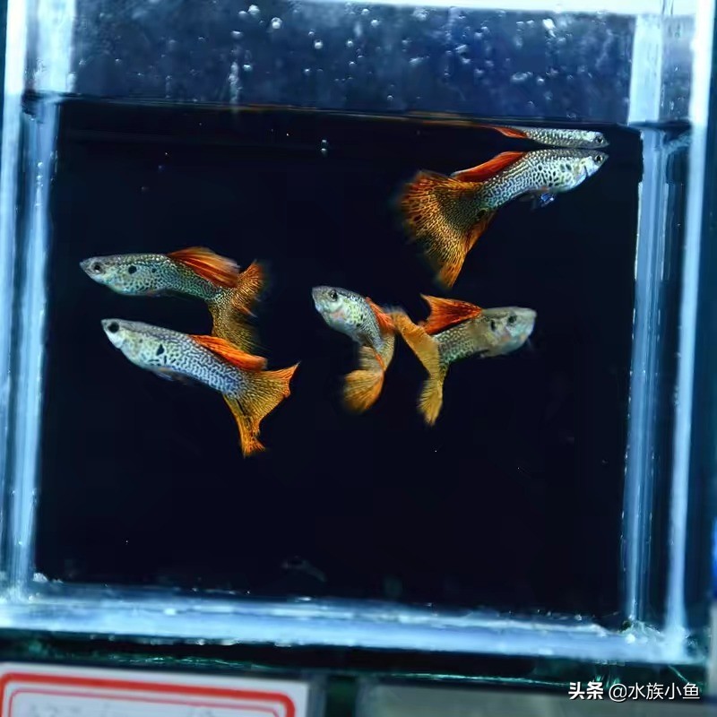 孔雀魚是胎生還是卵生 熱帶鳳尾魚懷孕多久生寶寶